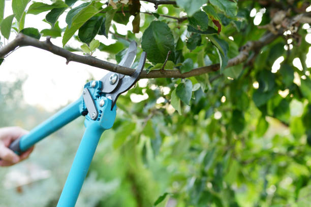 Tree Root Removal in Wilton Center, CT